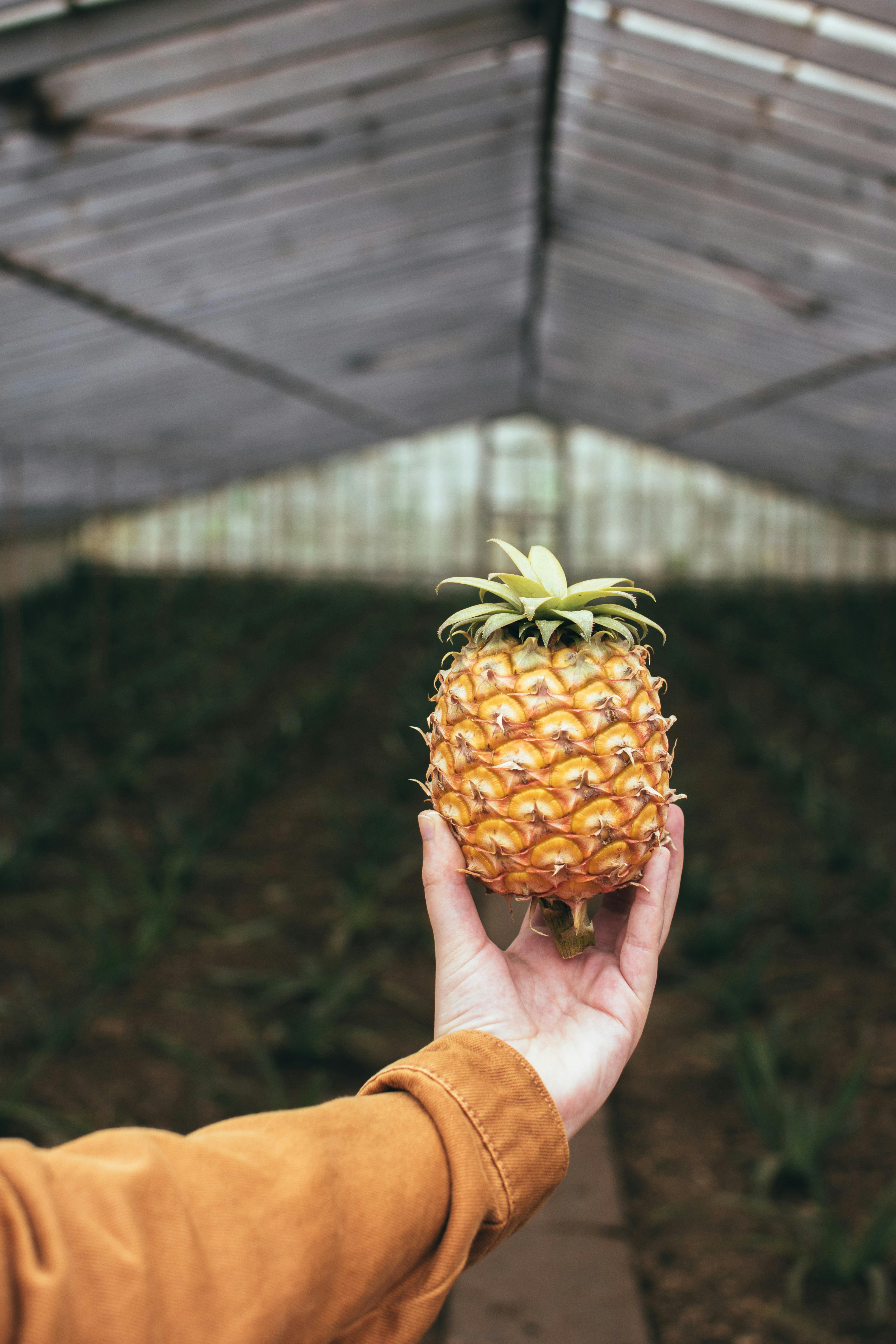 Ananas mit Sonnenbrille