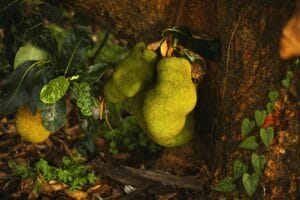 Jackfruit am Baum