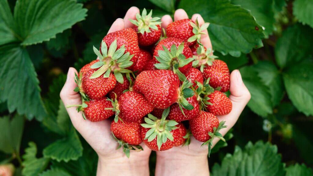 Hand mit frischen Erdbeeren