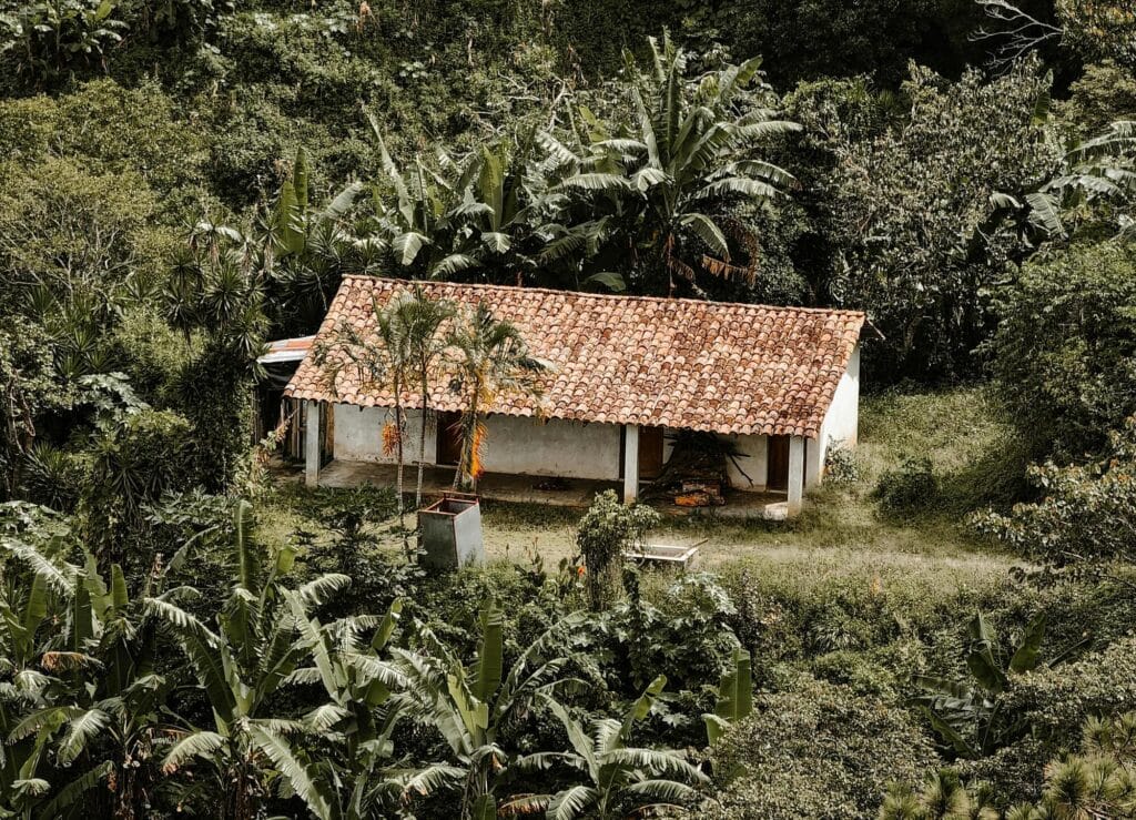 Bananen Plantage