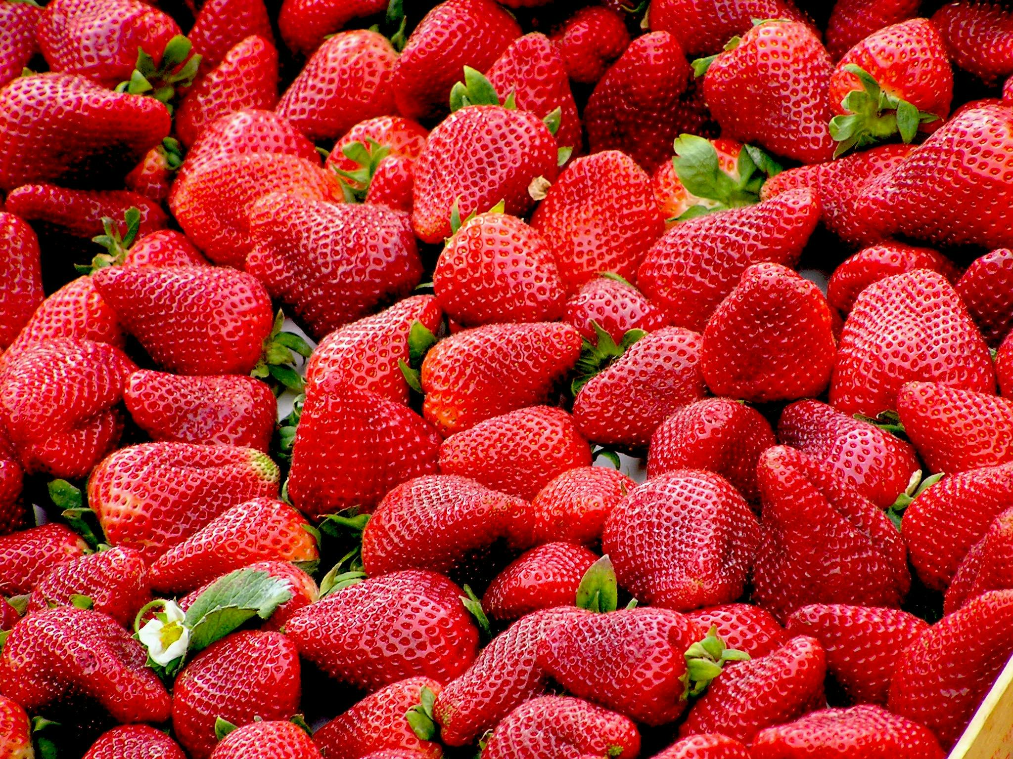 Ganz viele Erdbeeren
