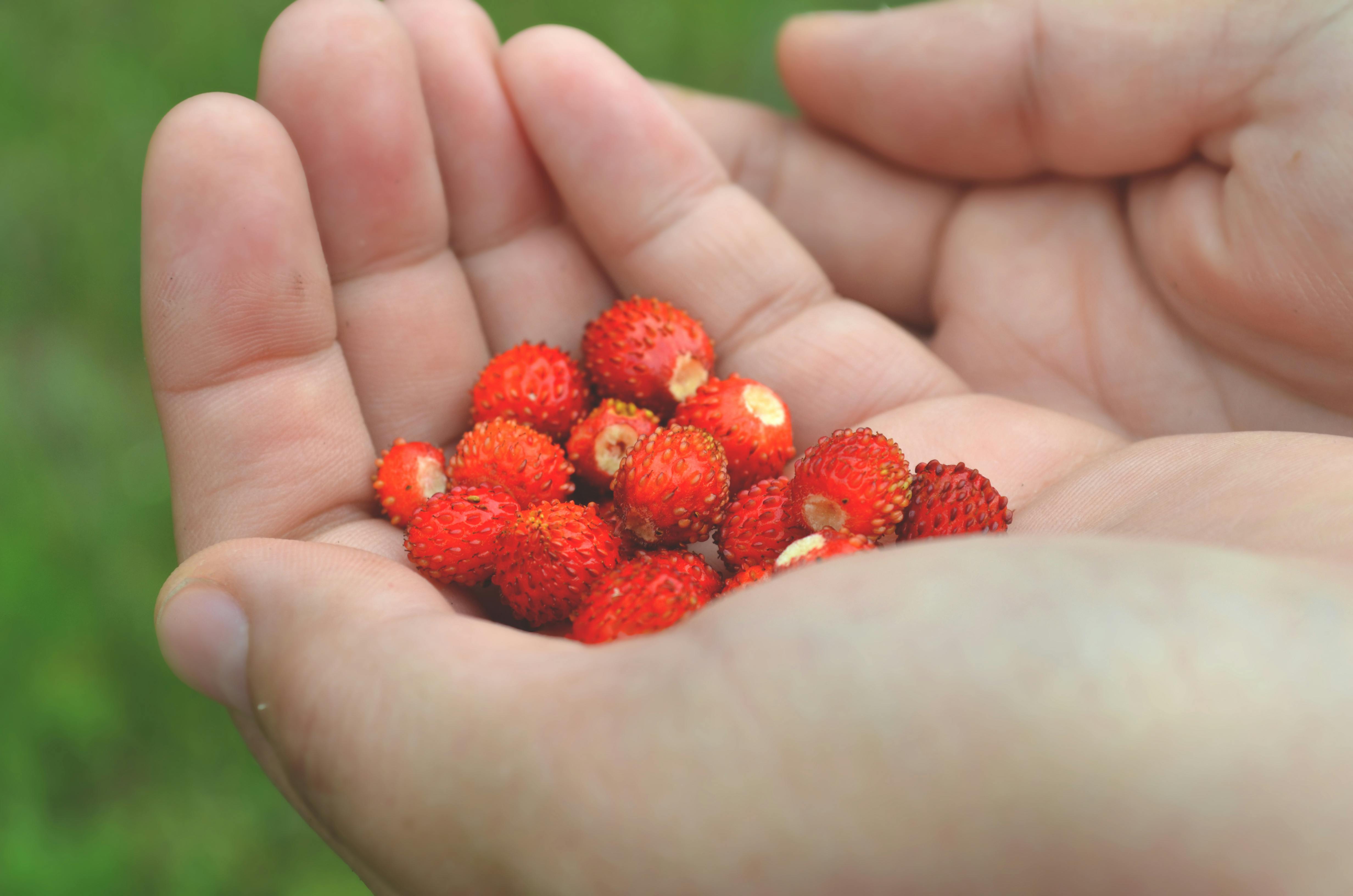 Walderdbeeren
