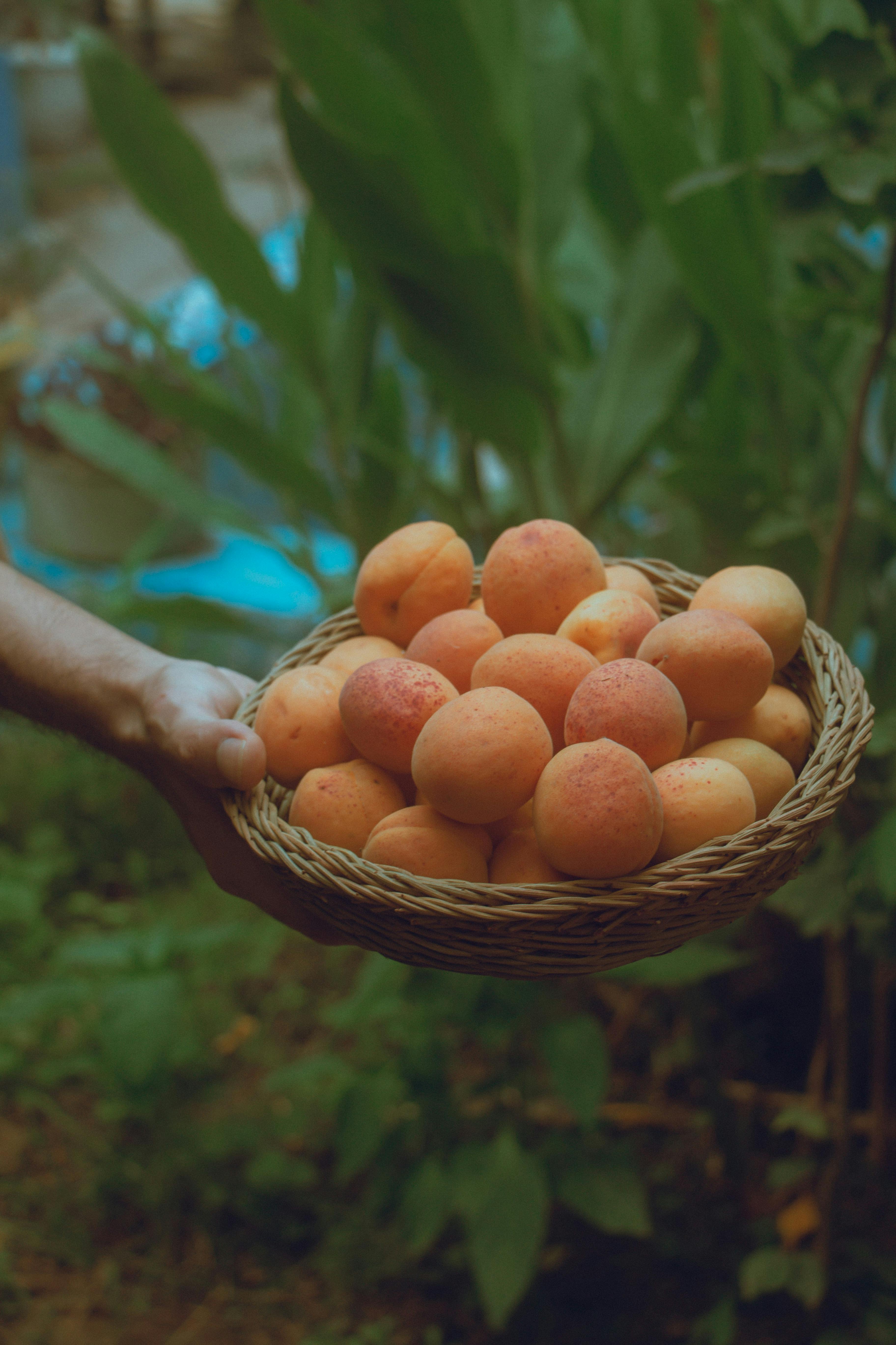 Aprikosen auf einer Schale