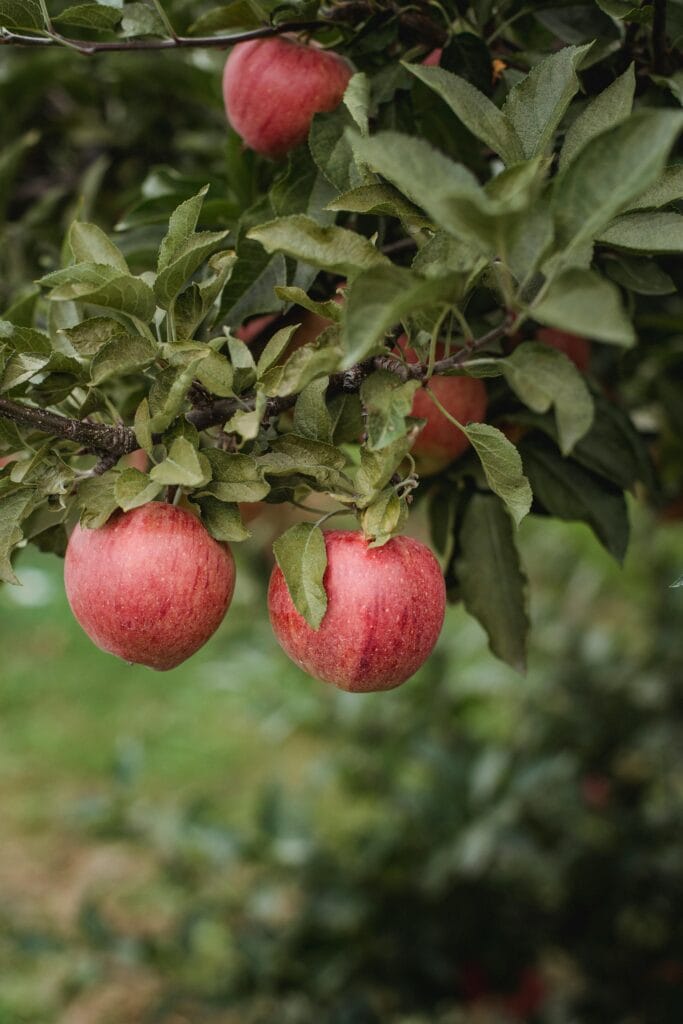 Kind sitzt in der Küche mit gefriergetrockneten Himbeeren