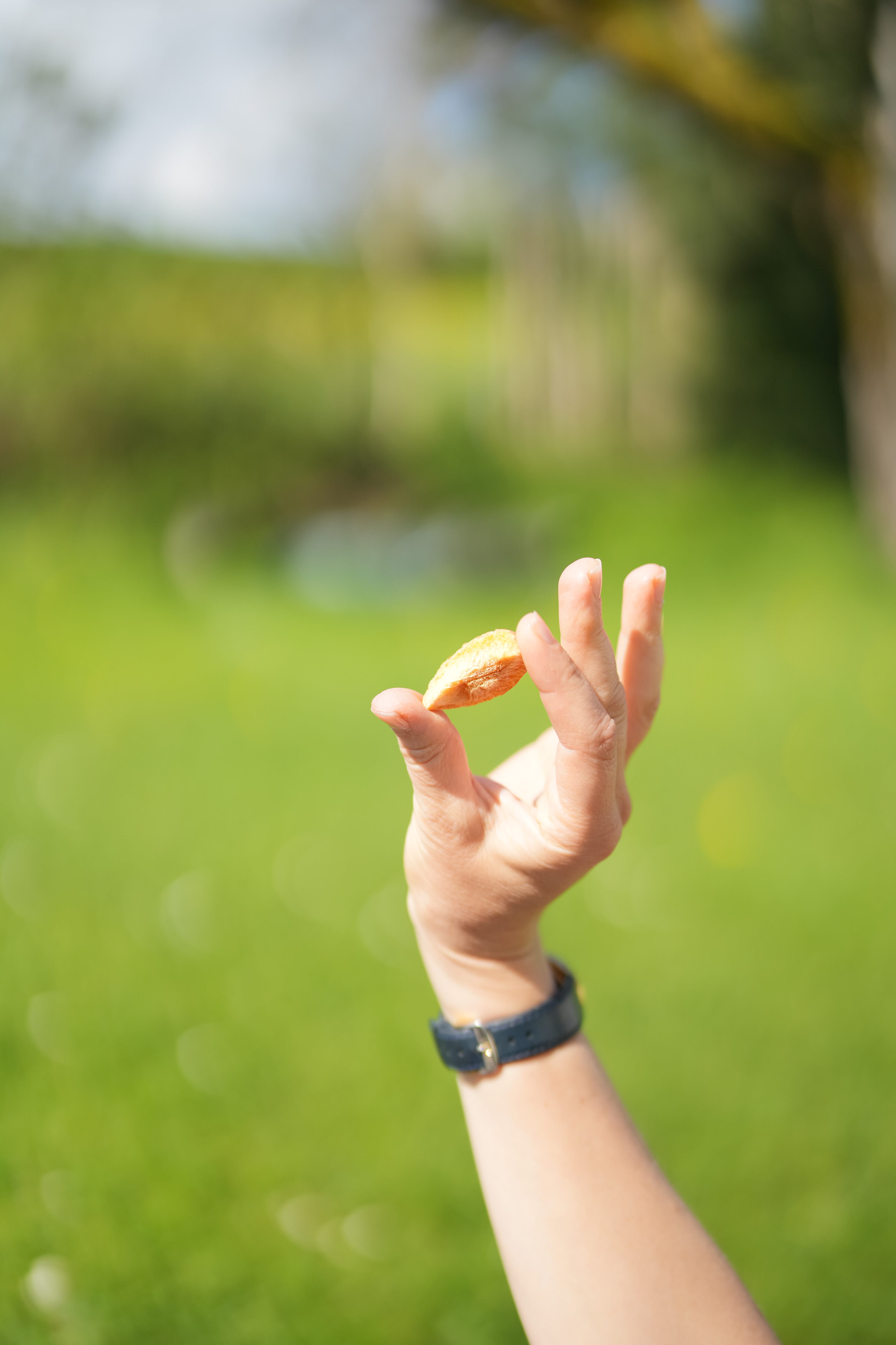 Snack Dose gefriergetrocknete Aprikose