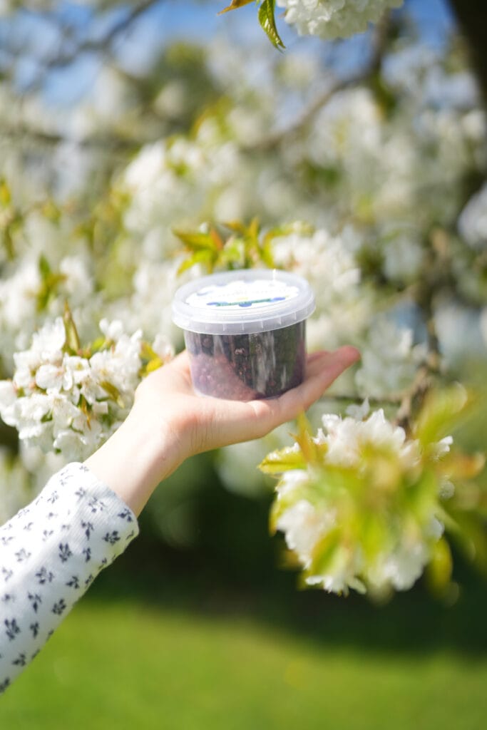 Heidelbeeren in zwei offenen Händen